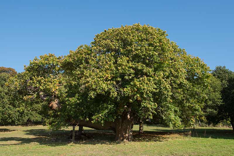 A horizontal image of large chestnut trees growing in a park pictured on a blue sky background.
