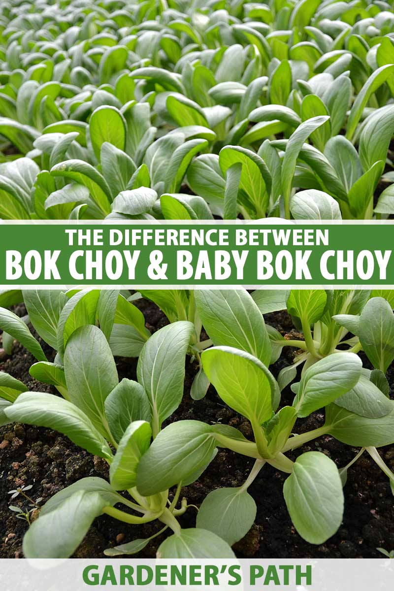 Tjen Recollection form The Difference Between Bok Choy and Baby Bok Choy | Gardener's Path