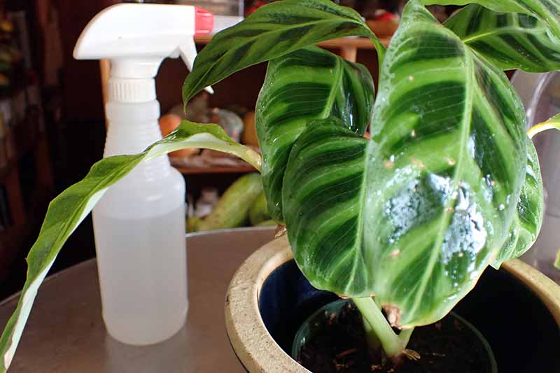 A close up horizontal image of a houseplant that has had the foliage misted to provide some moisture to prevent drying out. To the left of the frame is a plastic spray bottle.