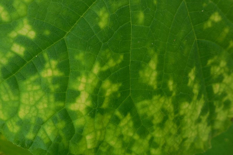 A close up horizontal image of a leaf suffering from mosaic virus.