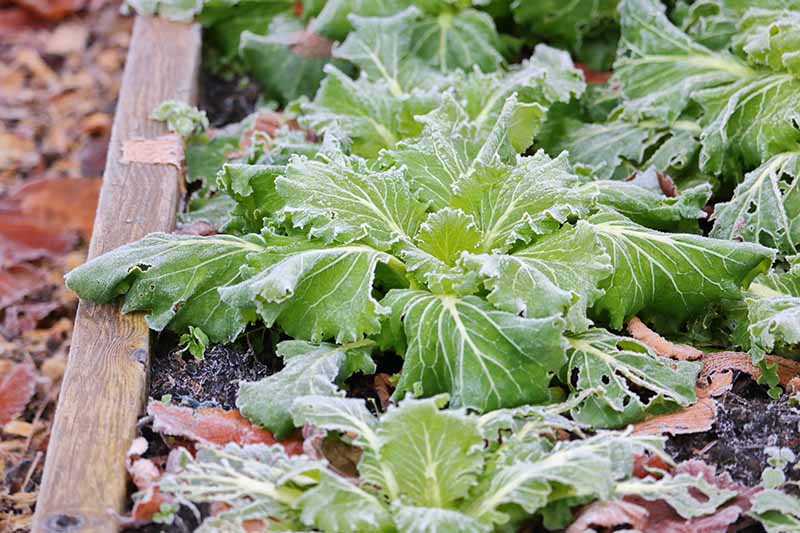 A close up horizontal image of mustard greens growing in a raised bed covered in a light frost.