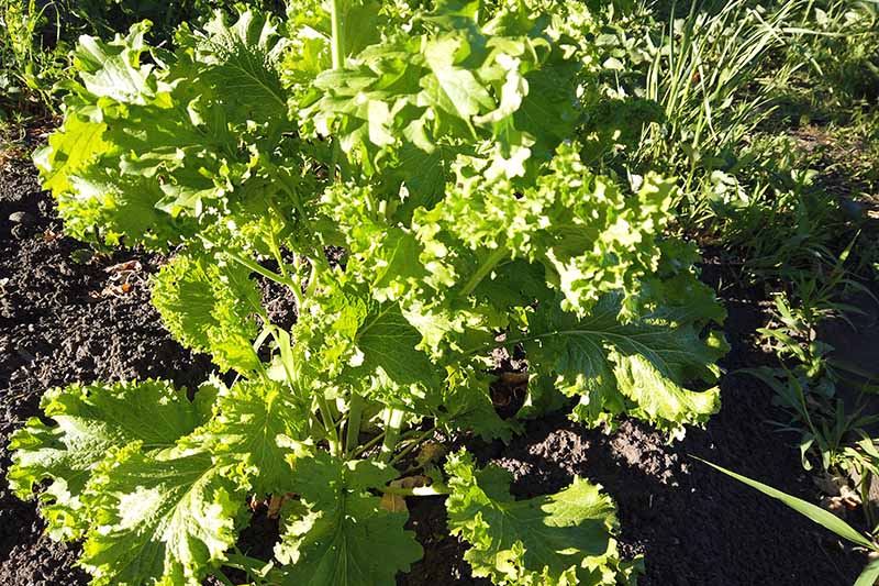 A close up horizontal image of large mustard greens growing in the garden ready for harvest pictured in bright sunshine.