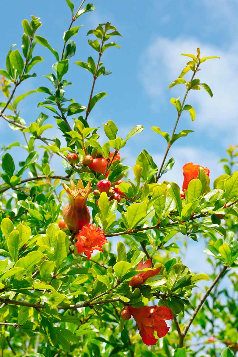 A close up vertical image of new growth, flowers, and young fruits on a pomegranate tree pictured in bright sunshine on a blue sky background.