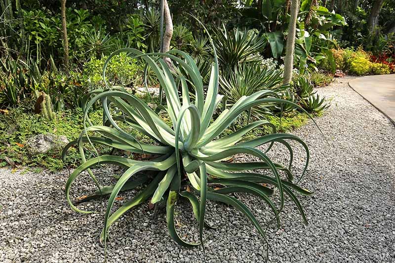 A close up horizontal image of an octopus agave growing in a garden border with other succulents and cacti in the background.