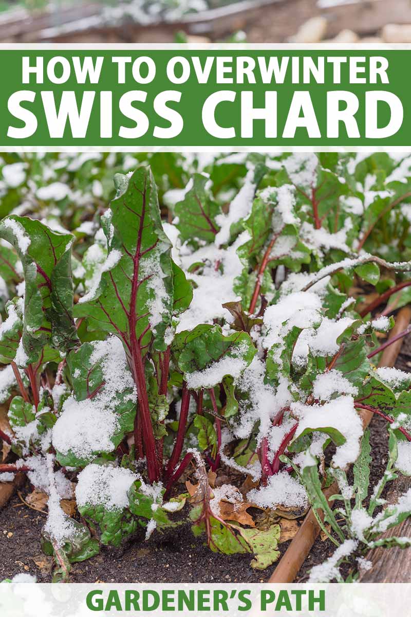 A close up vertical image of Swiss chard growing in a raised garden in the winter with a light covering of snow. To the top and bottom of the frame is green and white printed text.
