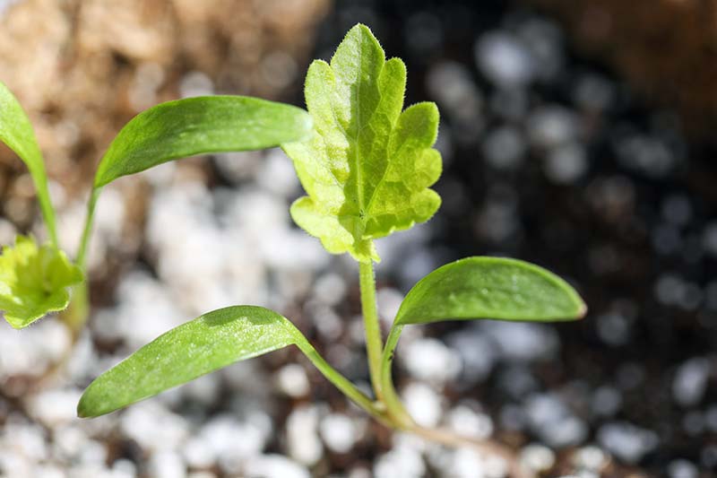 A close up horizontal image of a seedling with true leaves pictured in bright sunshine on a soft focus background.