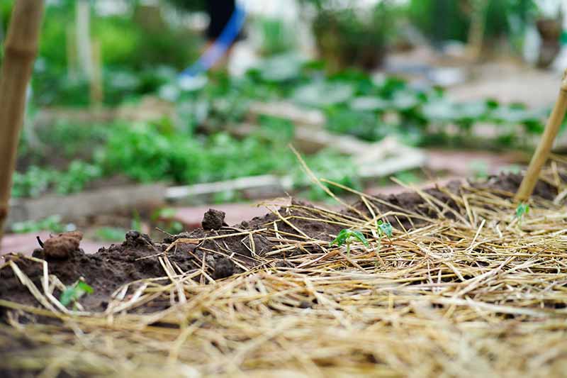 A close up horizontal image of a garden bed and small seedlings with straw mulch surrounding them.