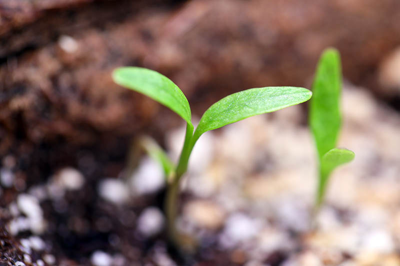 A close up horizontal image of tiny seedlings growing in the garden.