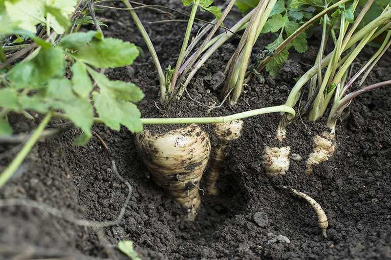 A close up horizontal image of parsnips growing in the garden.