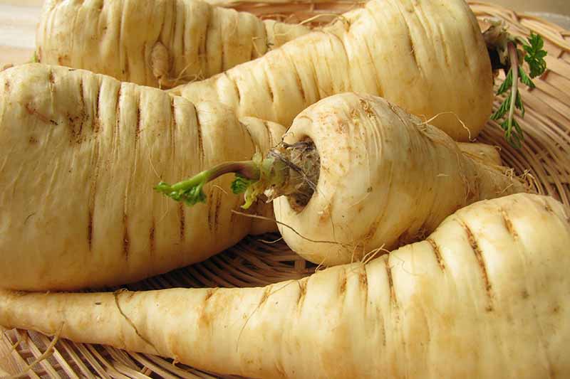 A close up horizontal image of parsnips set in a wicker basket.