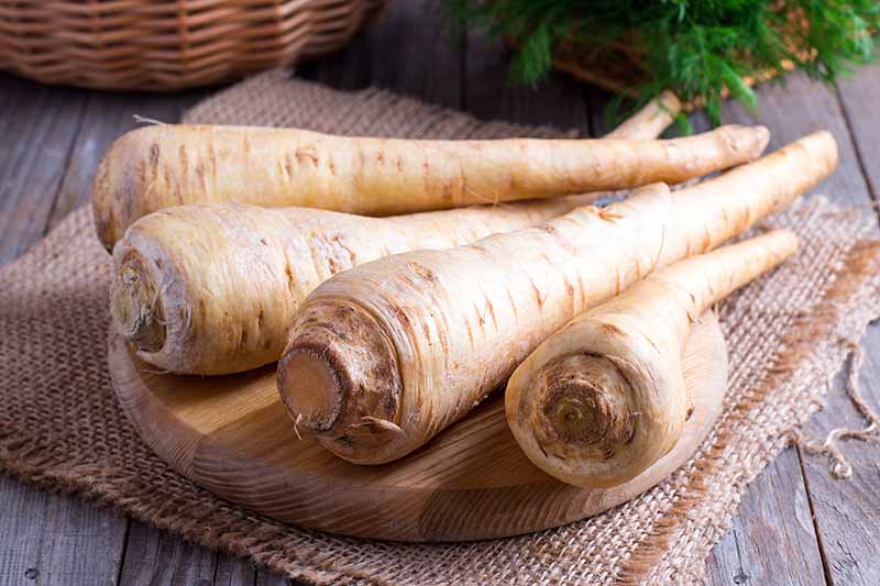A close up horizontal image of fresh parsnips set on a wooden chopping board.