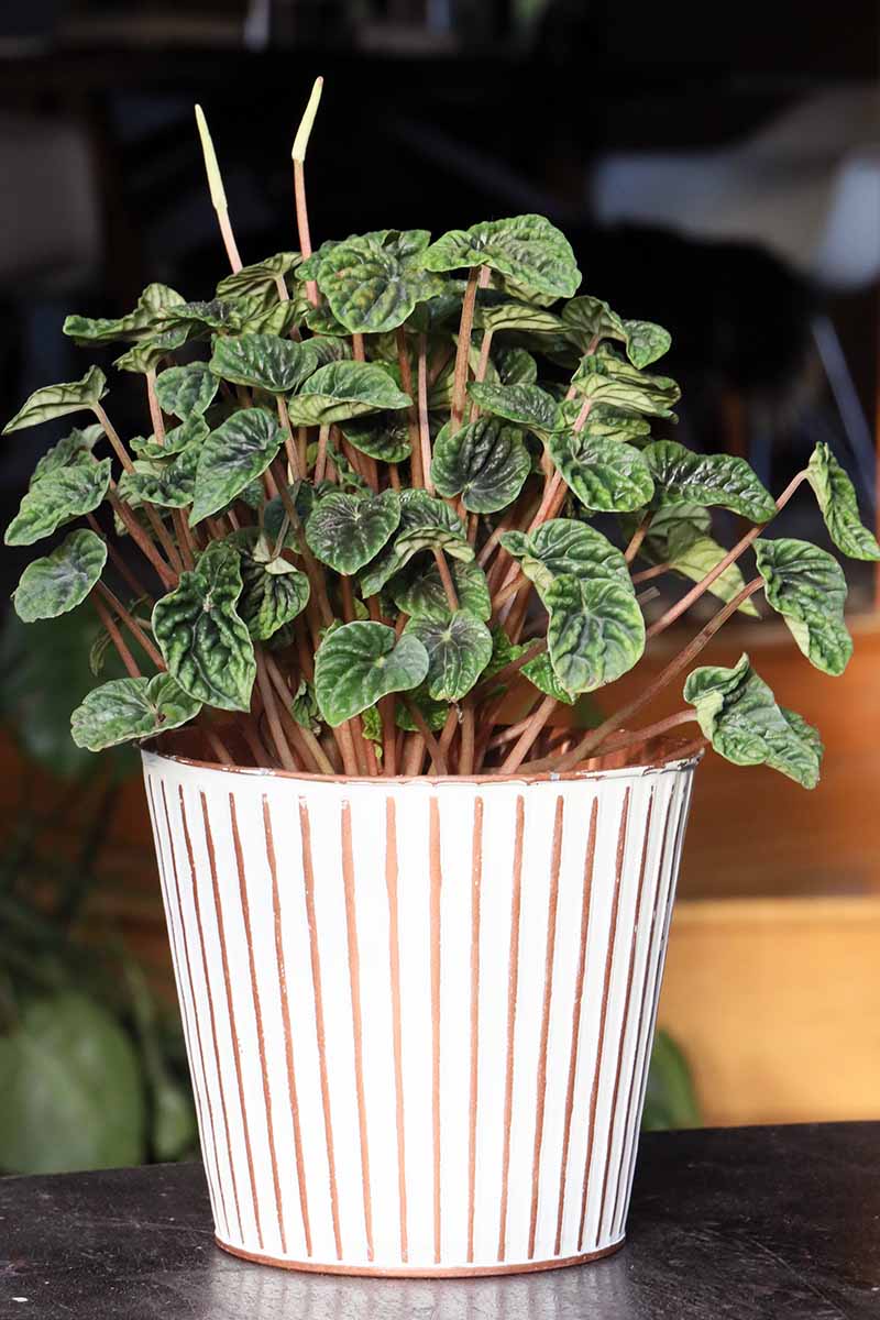 A close up vertical image of a small Peperomia caperata plant growing in a ceramic pot pictured on a soft focus background.