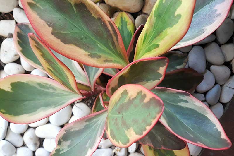 A close up horizontal image of the succulent leaves of a variegated peperomia plant surrounded by white pebbles.