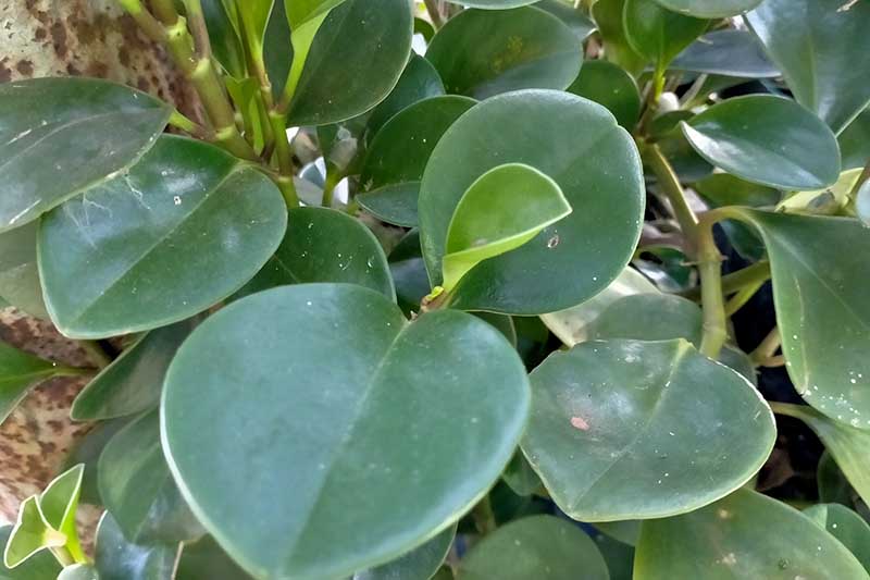 A close up horizontal image of Peperomia orba growing in the garden.