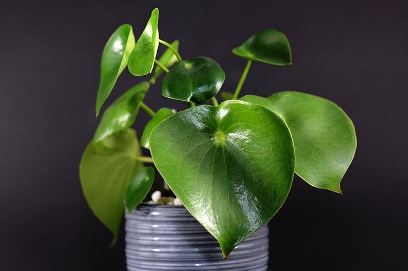 A close up horizontal image of a small peperomia plant growing in a dark gray ceramic pot pictured on a dark background.