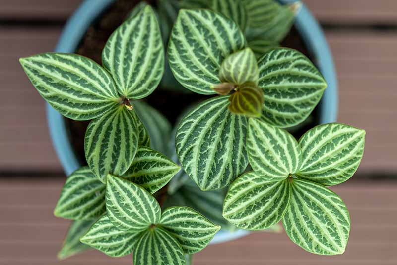 A close up horizontal image of the foliage of Peperomia puteolata growing in a small pot set on a wooden surface.
