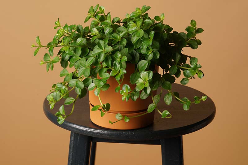 A close up horizontal image of a potted peperomia plant set on a wooden stool.