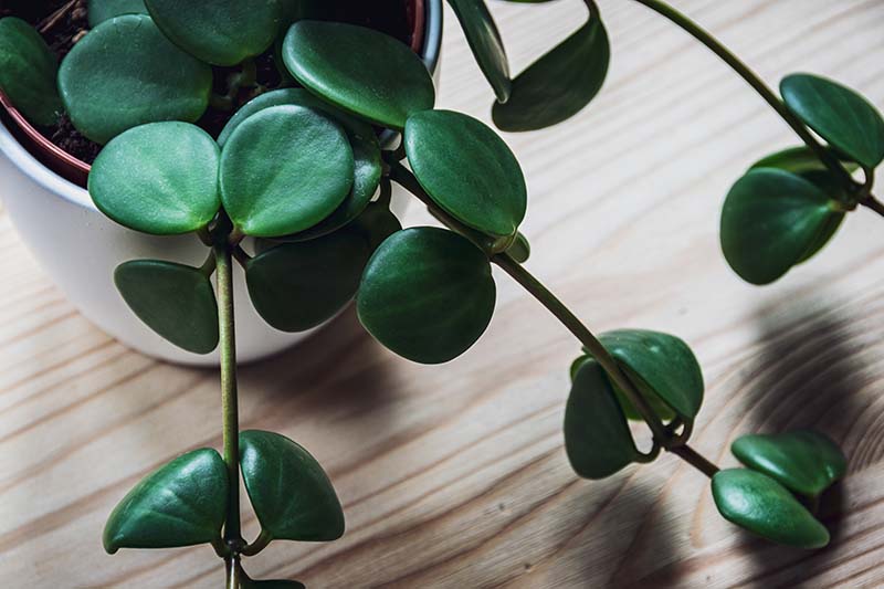 A close up horizontal image of a peperomia plant growing in a small pot set on a wooden surface.