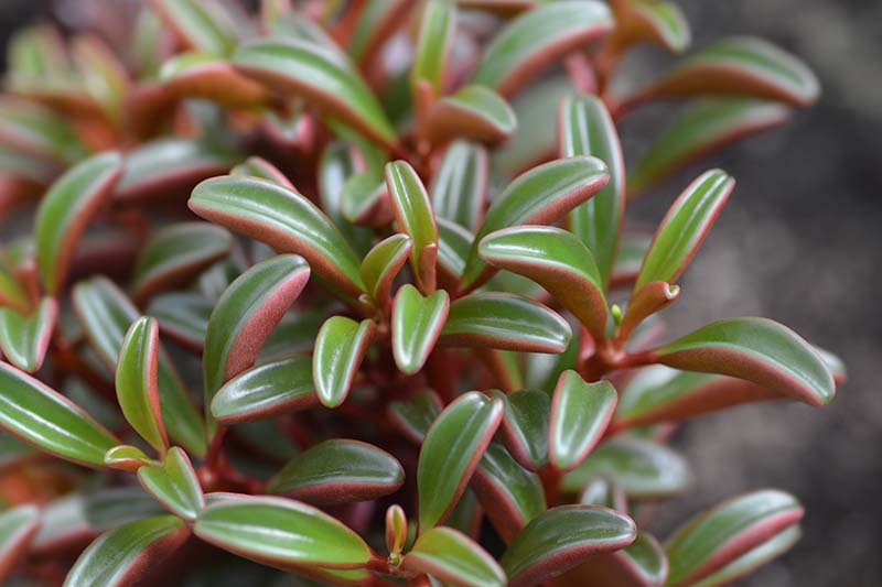 A close up horizontal image of the thin, succulent leaves of Peperomia graveolens pictured on a soft focus background.