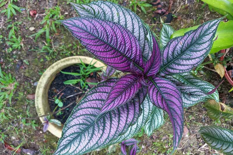 A close up horizontal image of a small Persian shield plant growing in a nursery pot.