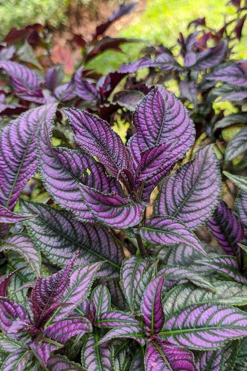 A close up vertical image of Persian shield plants growing in the backyard.