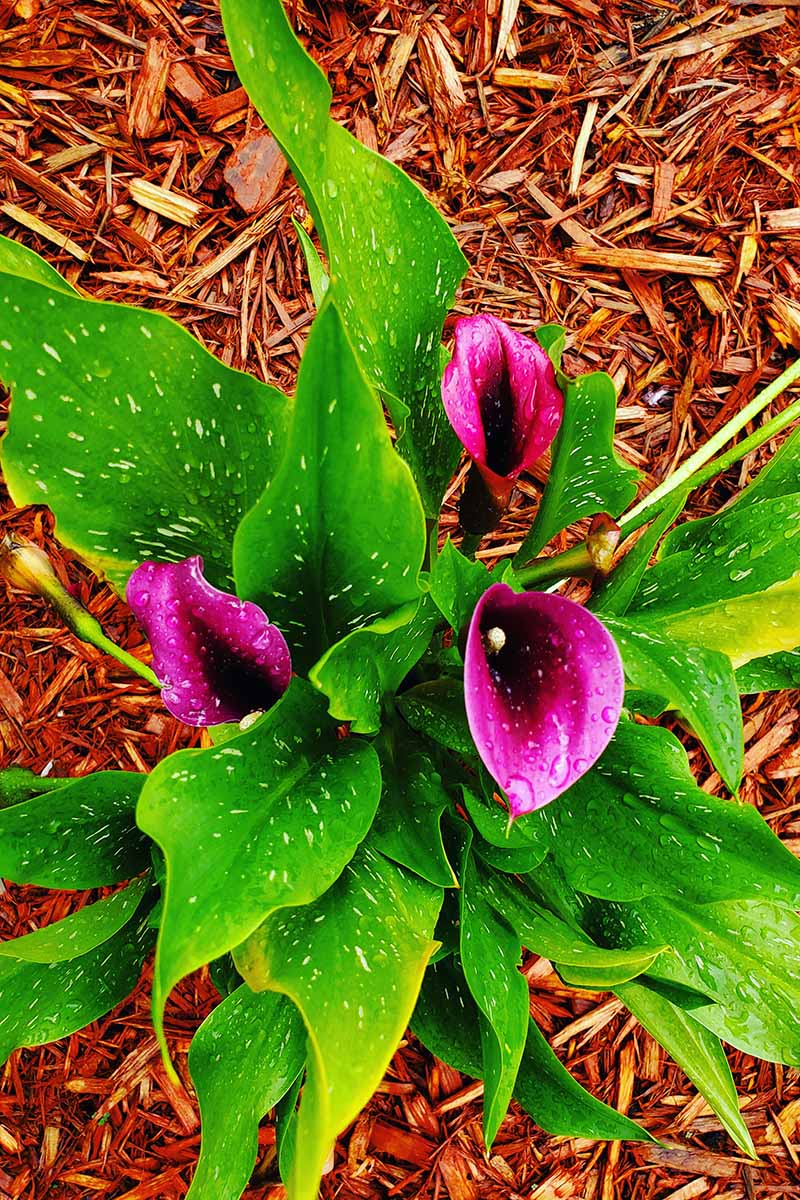 A close up vertical image of deep pink calla lilies growing in the garden surrounded by mulch.