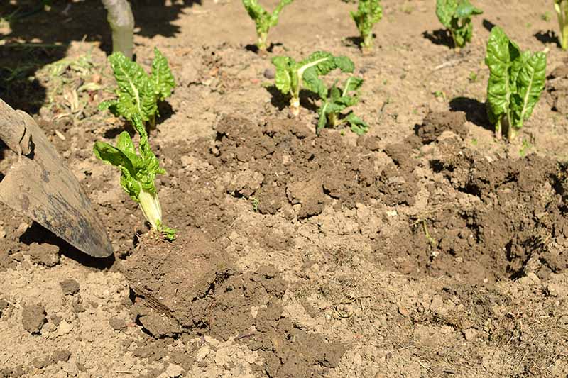 A close up horizontal image of a gardener using a spade from the left of the frame to plant Swiss chard seedlings out into the garden.