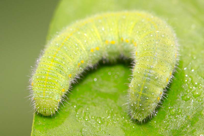 A close up horizontal image of a cute and fuzzy diamondback moth caterpillar on the surface of a leaf.