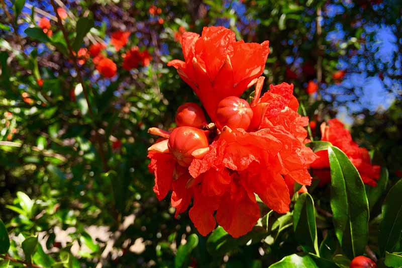 A close up horizontal image of the bright red flowers and developing fruits of a pomegranate tree pictured in bright sunshine with foliage in soft focus in the background.