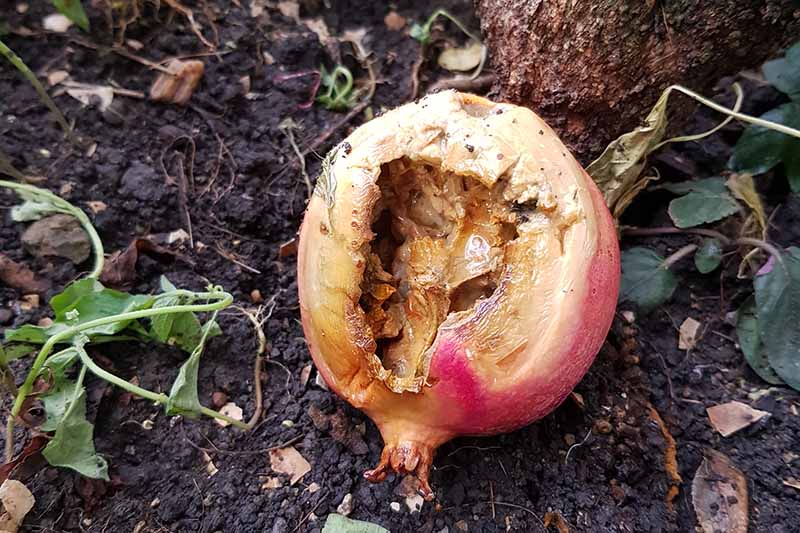 A close up horizontal image of a pomegranate that has been eaten by a squirrel.