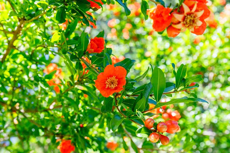Zbliżenie poziomy obraz drzewa granatu rośnie w ogrodzie z kwiatów i małych niedojrzałych owoców przedstawiony w jasnym słońcu.