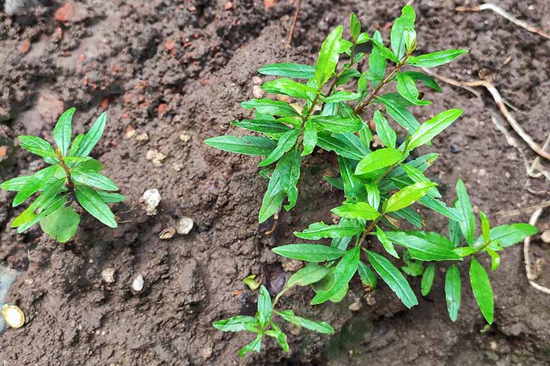A close up horizontal image of small fruit tree seedlings growing in the garden.