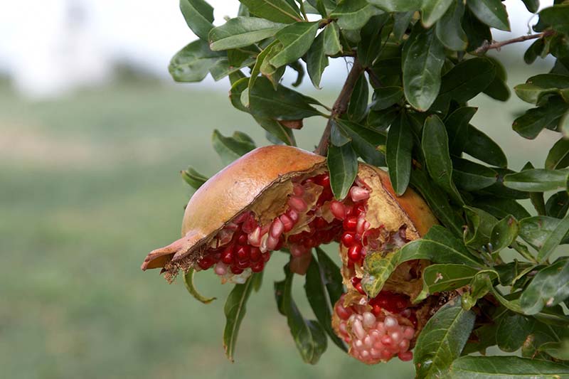 A close up horizontal image of a pomegranate that has split before harvesting pictured on a soft focus background.