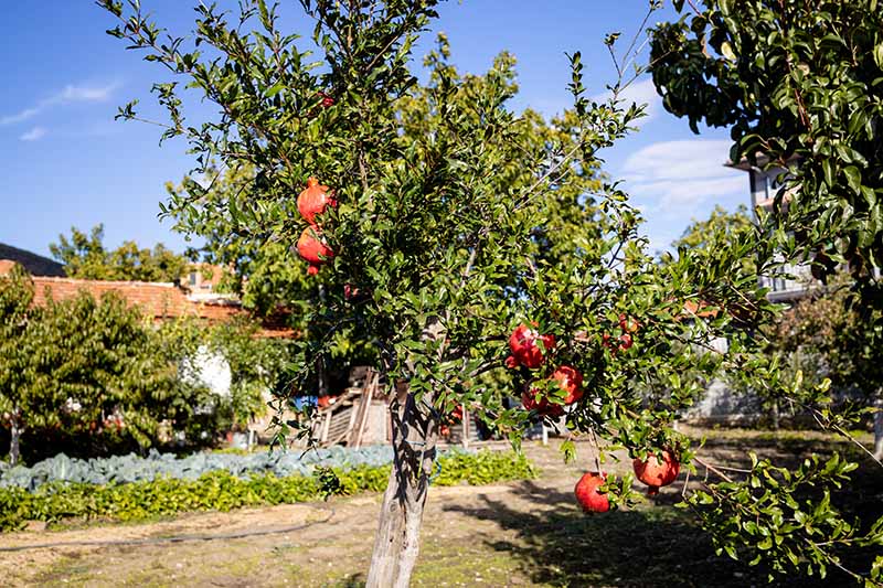 A close up horizontal image of a small pomegranate tree growing in a backyard with a raised bed vegetable garden and residence in the background,