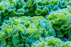 Do You Need to Protect Lettuce from Frost in the Garden?