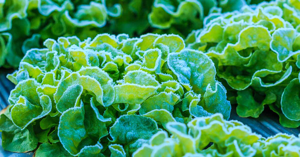 Can Lettuce Seedlings Survive Frost? 