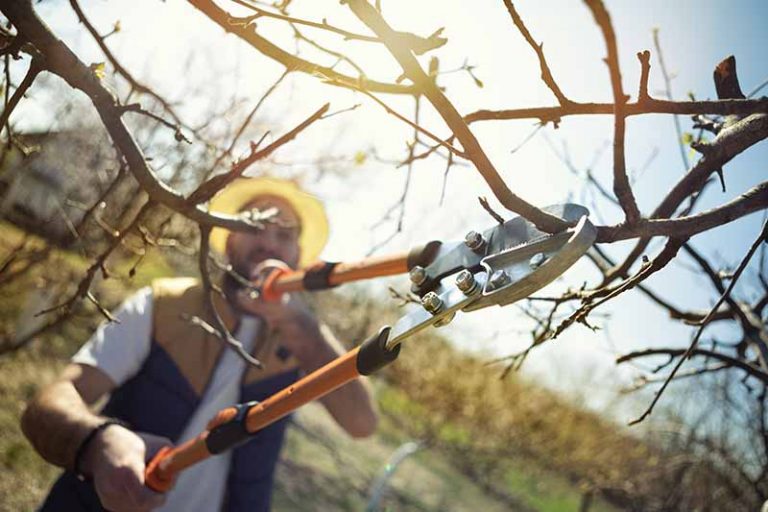 How and When to Prune Pear Trees | Gardener’s Path