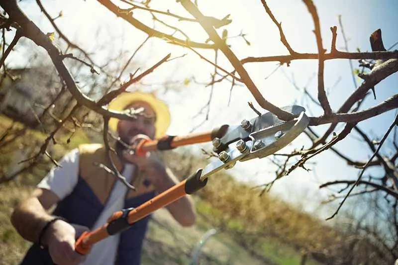 Cận cảnh hình ảnh ngang của người làm vườn đang cắt tỉa cây lê trong ánh nắng nhẹ.