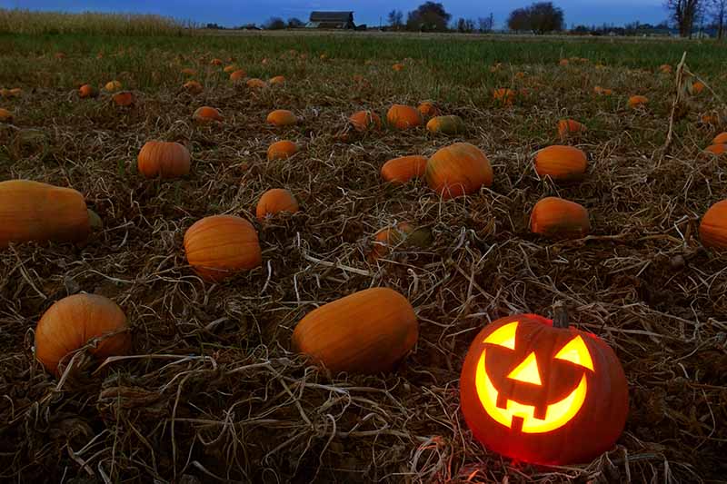 A close up horizontal image of a pumpkin field with ripe fruits on the ground and a carved and lit jack-o-lantern to the bottom right of the frame.