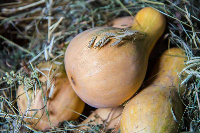 A close up horizontal image of butternut squash pumpkins being stored in hay.