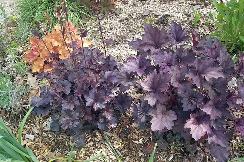 A close up horizontal image of a purple coral bells plant growing in the garden.