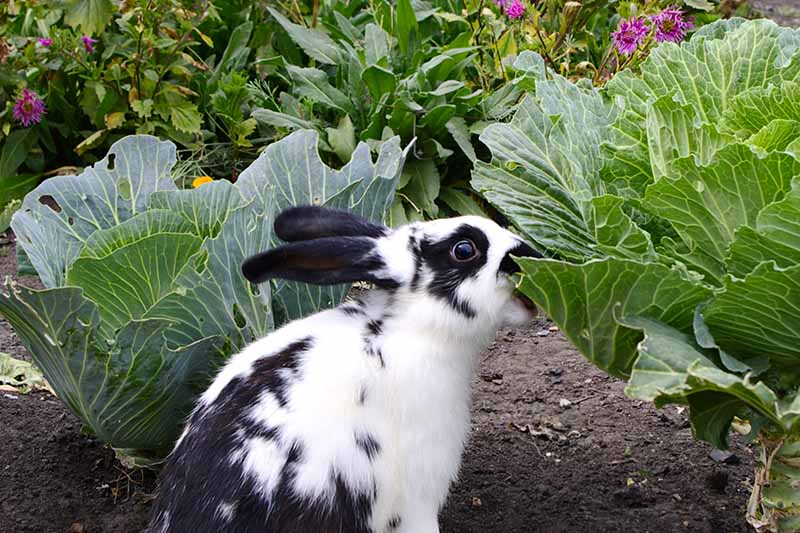Bliska poziomy obraz czarno-biały królik jedzenia kapusty w ogrodzie warzywnym.