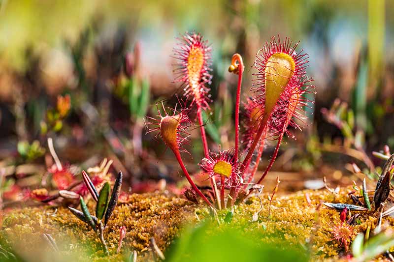 A close up horizontal image of Drosera anglica growing in a terrarium pictured on a soft focus background.