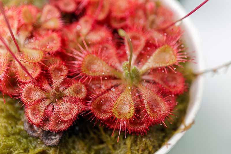 A close up horizontal image of a red sundew growing in a small white pot.