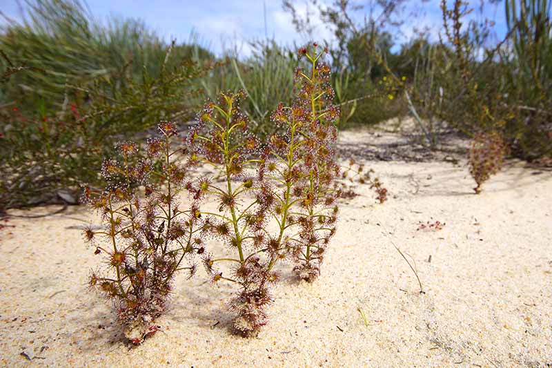 A close up horizontal image of Drosera stolonifera growing in sandy soil in its natural habitat with grasses in the background.
