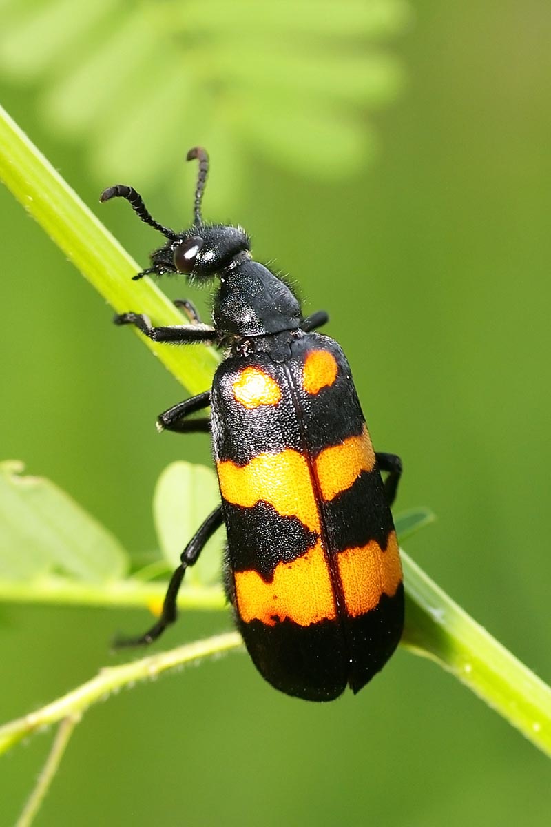 A close up vertical image of a black and yellow blister bug on the stem of a plant pictured on a soft focus background.