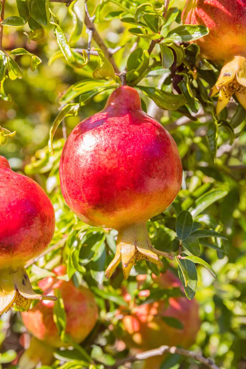 A close up vertical image of ripe pomegranates ready for harvest pictured in bright sunshine on a soft focus background.