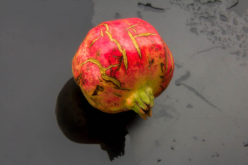 A close up horizontal image of a Punica granatum fruit with damage to the outer skin set on a dark gray surface.