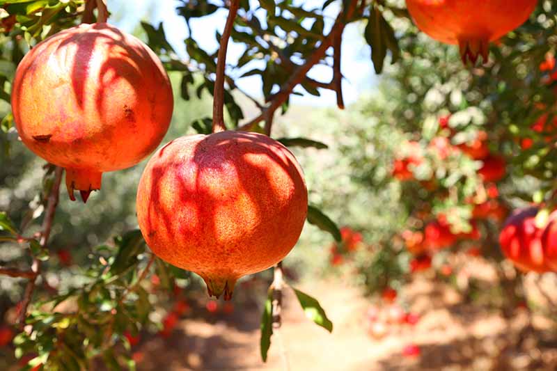 A close up horizontal image of ripe pomegranates hanging from the branch pictured on a soft focus background.