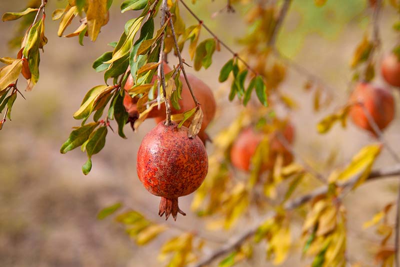 A close up horizontal image of pomegranates hanging from the branches of a tree pictured on a soft focus background.